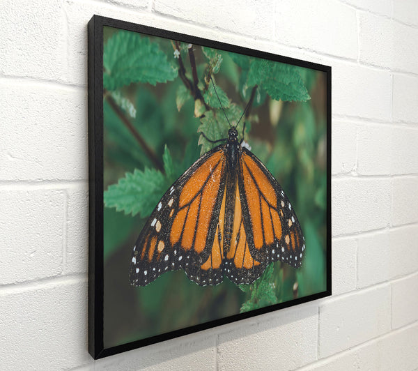 Orange Monarch Resting