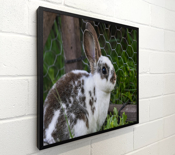 White And Brown Bunny