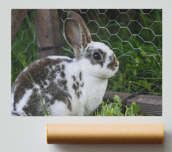 White And Brown Bunny Poster
