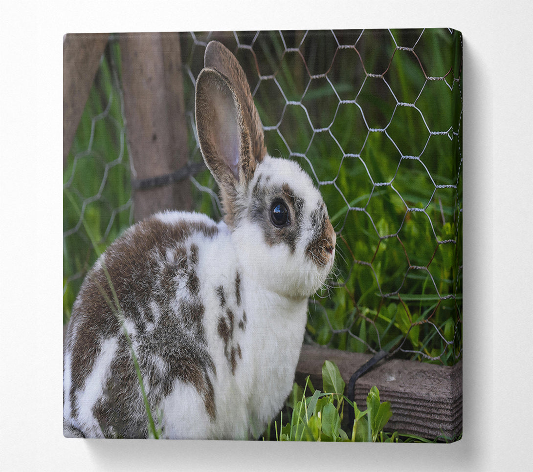  A Canvas Print of White And Brown Bunny Canvas Print