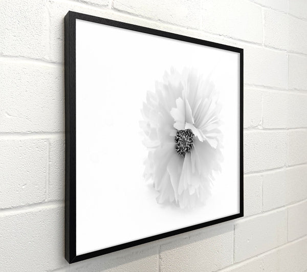 White Bloom'S Grace