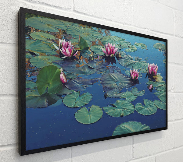 Blue Water Lilies