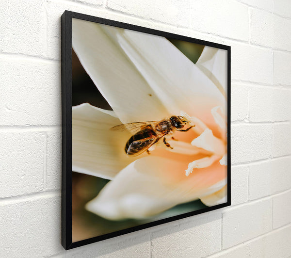 Peach Blossom Buzz
