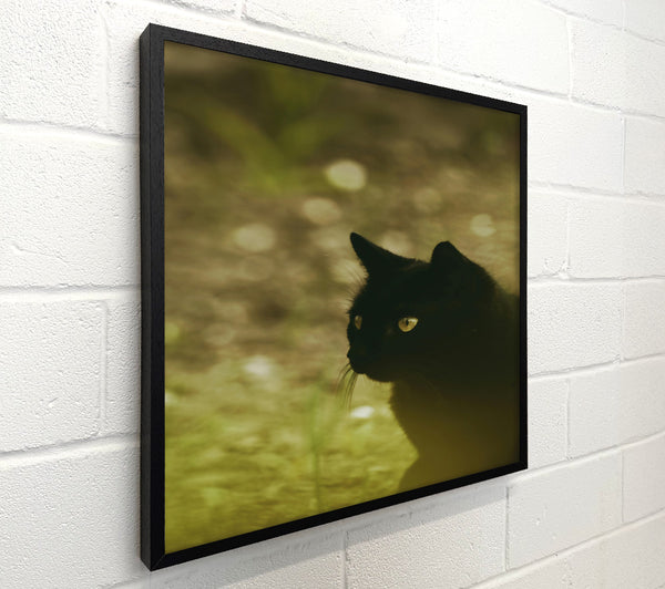 Golden Black Cat Glance