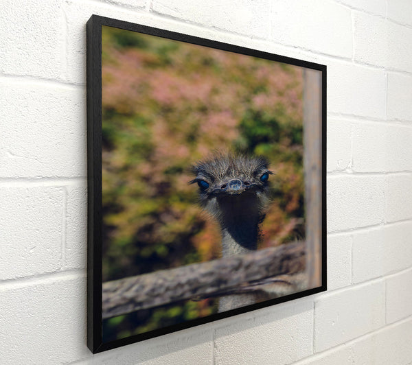 Blue-Eyed Ostrich Gaze