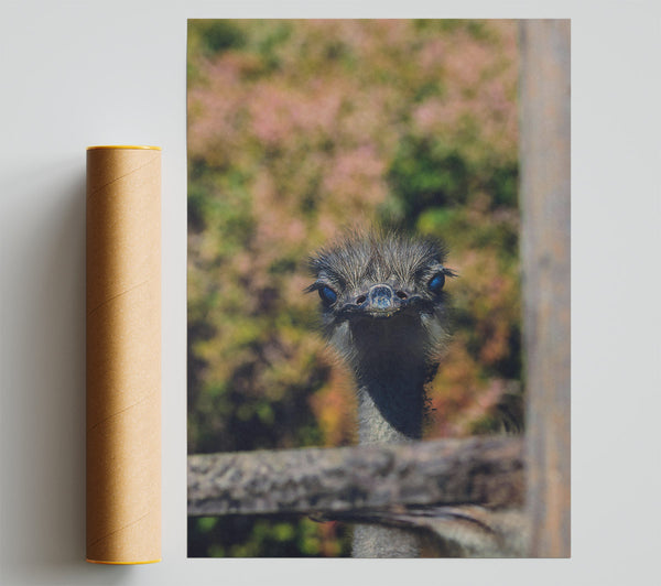 Blue-Eyed Ostrich Gaze Giclee Print