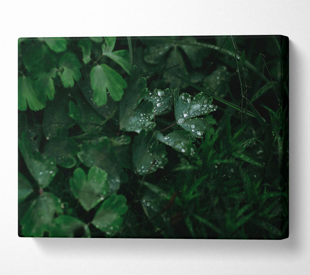  A Canvas Print of Emerald Dewdrops Canvas Print