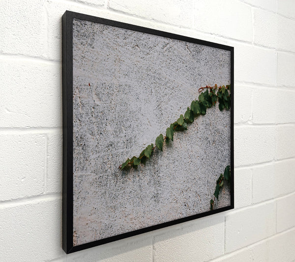 White Wall Vine