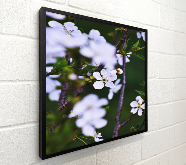 White Blossoms In Spring