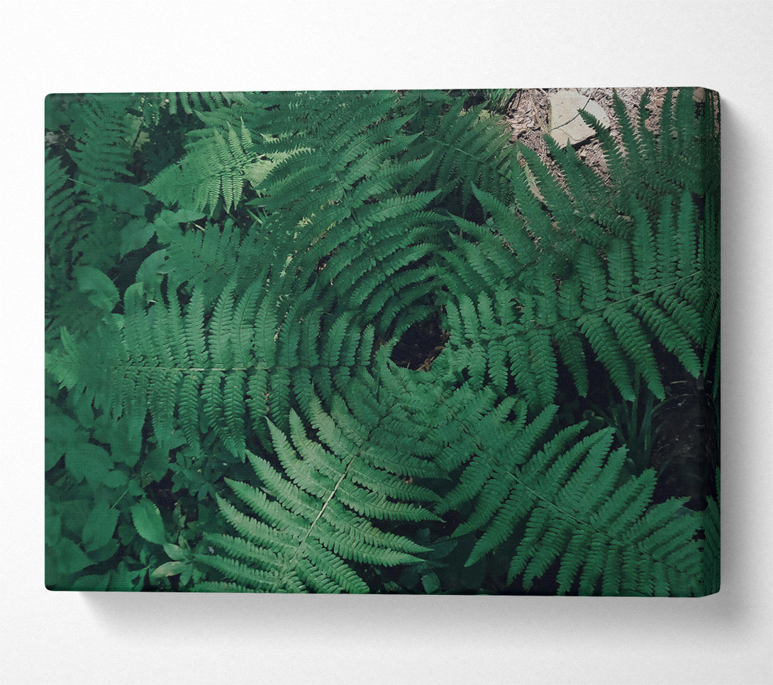  A Canvas Print of Emerald Fern Embrace Canvas Print