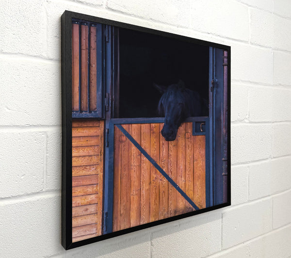 Black Horse In Stall Door