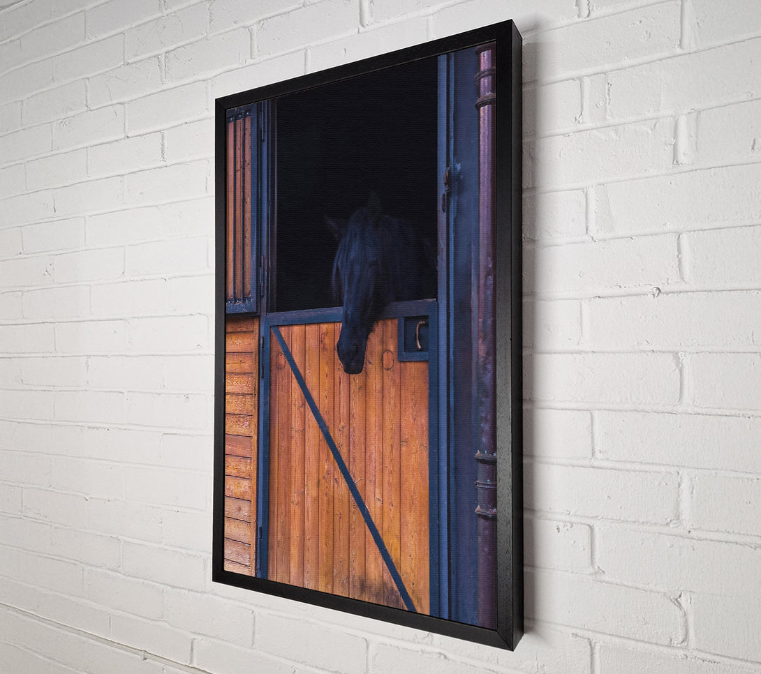  A Canvas Print of Black Horse In Stall Door Canvas Print