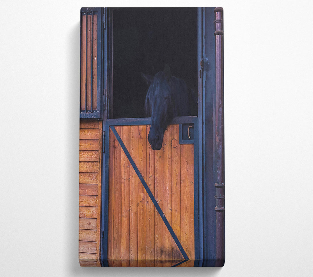 A Canvas Print of Black Horse In Stall Door Canvas Print