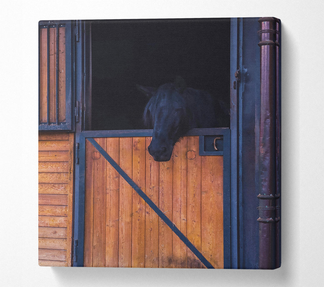  A Canvas Print of Black Horse In Stall Door Canvas Print