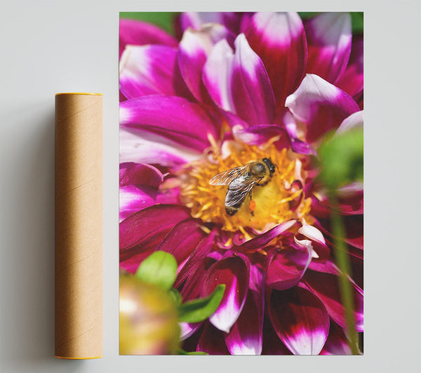 Crimson Bloom And Buzz Print