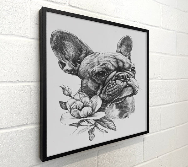 Grey Frenchie Bloom