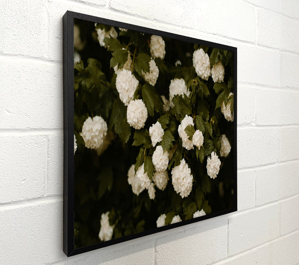Ivory Blooms In Green