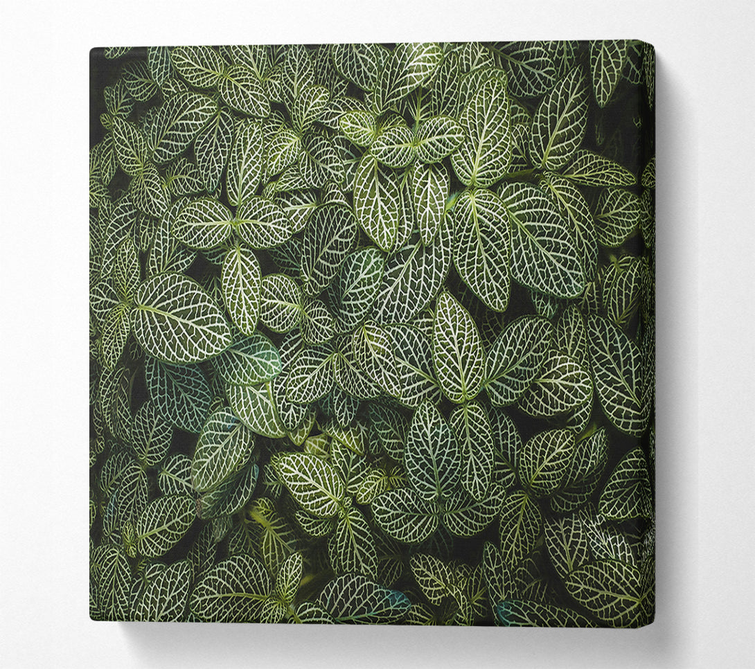  A Canvas Print of Emerald Veined Leaves Canvas Wall Art