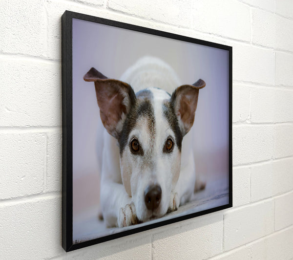 White Dog, Curious Glance