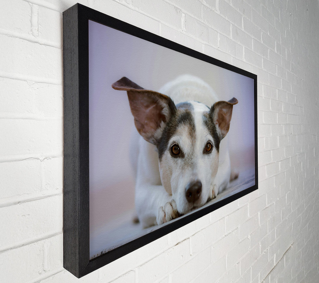  A Canvas Print of White Dog, Curious Glance Canvas Art