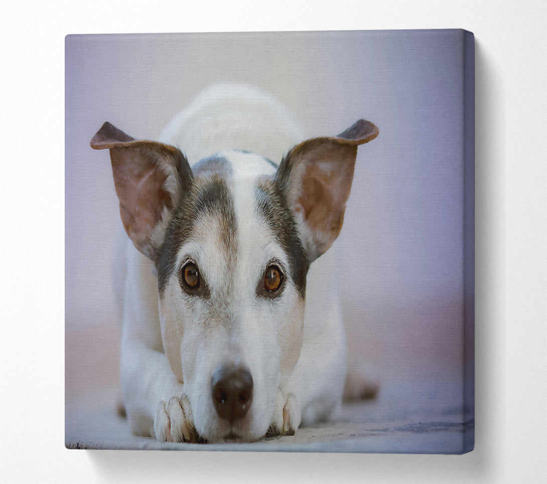  A Canvas Print of White Dog, Curious Glance Canvas Art