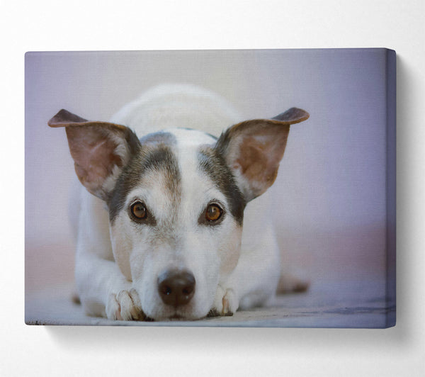  A Canvas Print of White Dog, Curious Glance Canvas Art