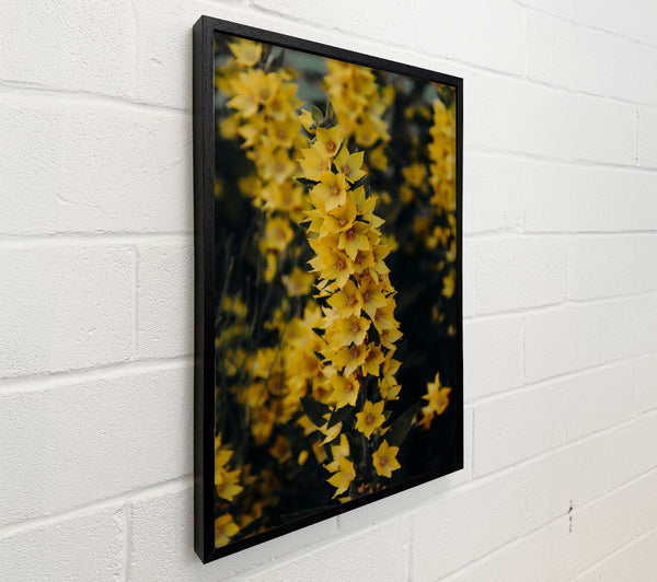 Golden Yellow Bloom