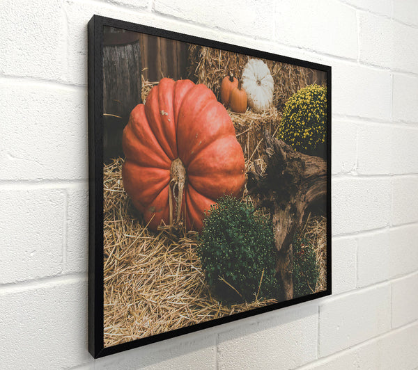 Orange Pumpkin Harvest
