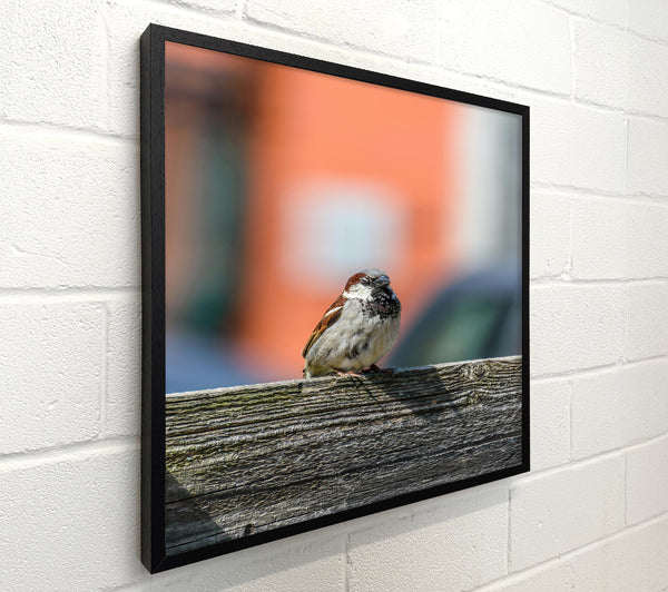 Orange And Gray Sparrow