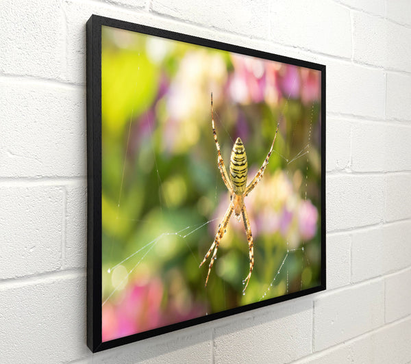 Yellow Stripe In Web