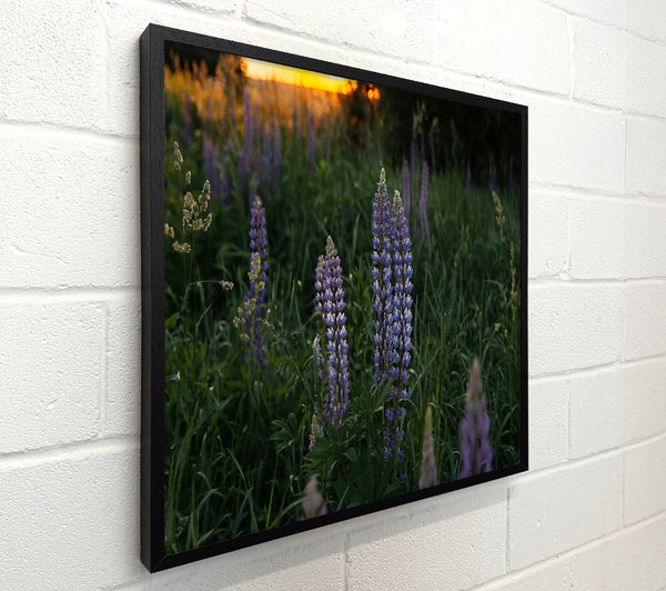 Purple Sunset Lupines