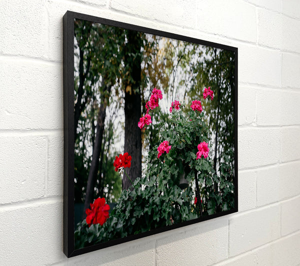 Crimson Blooms In Green
