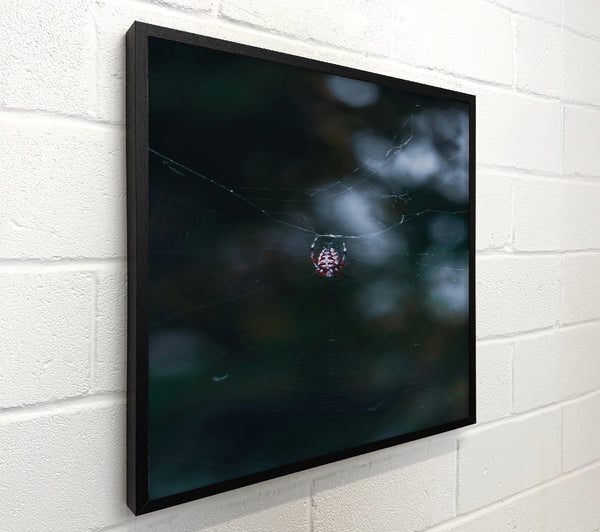 Red Spider Web
