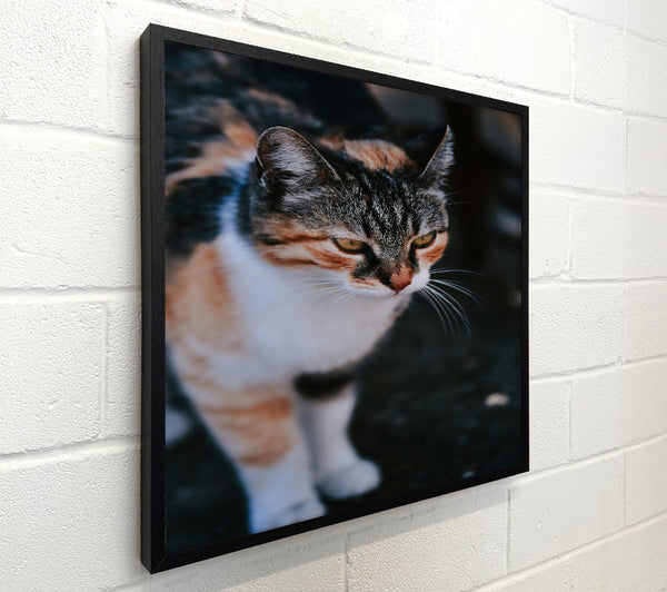 Golden Cat Glance