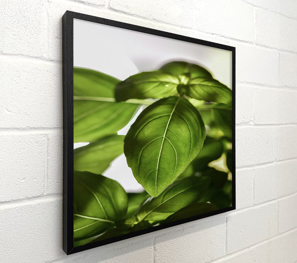 Emerald Basil Light
