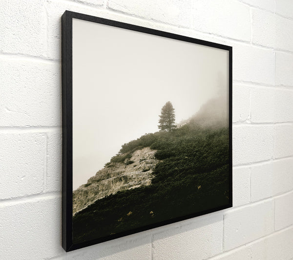 Green Solitude In Fog