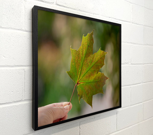 Green Autumn Leaf