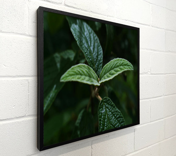 Emerald Leaf Focus