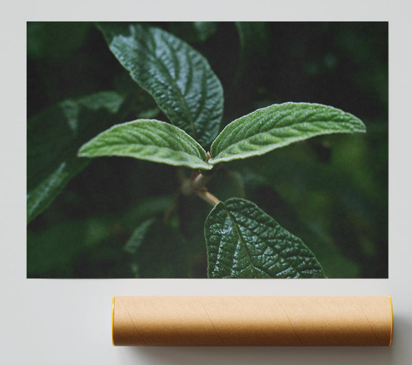 Emerald Leaf Focus Giclee Print