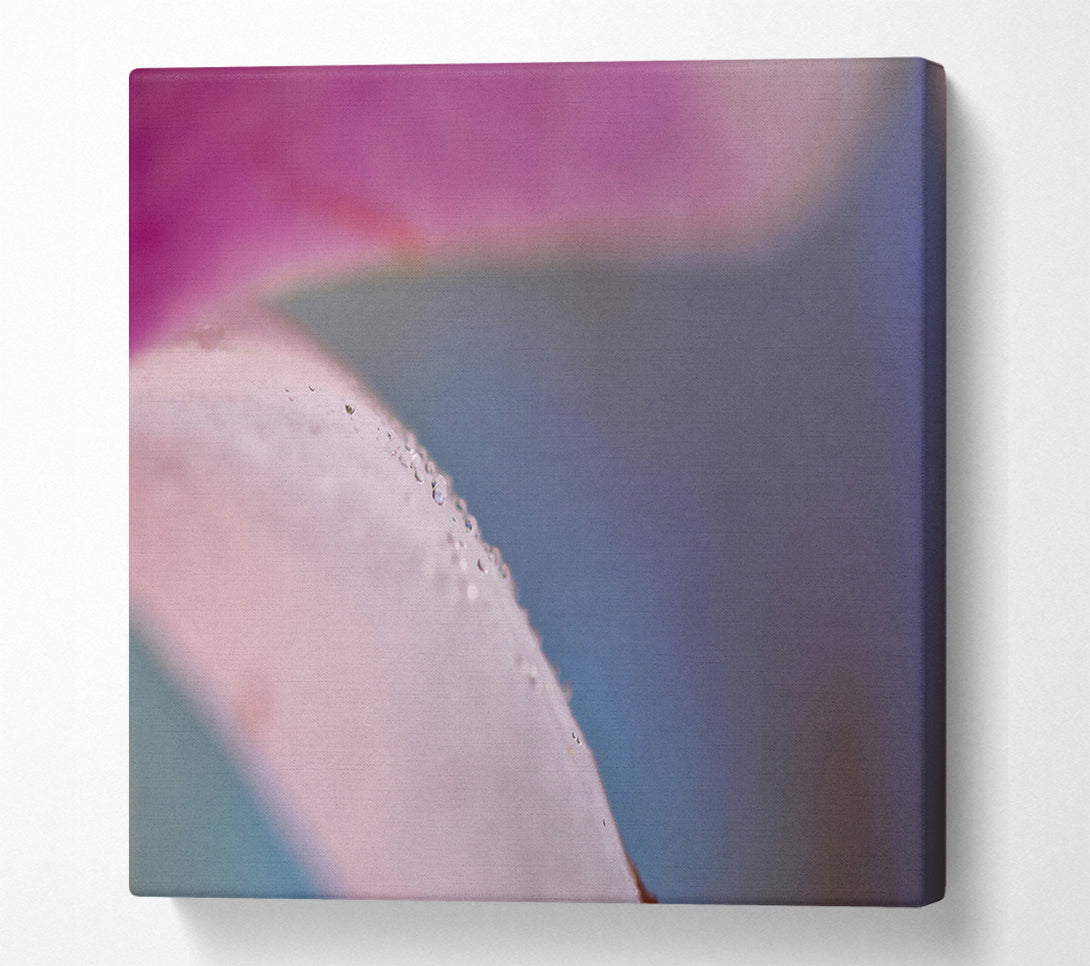  A Canvas Print of Pink Petal Dewdrops Canvas Art