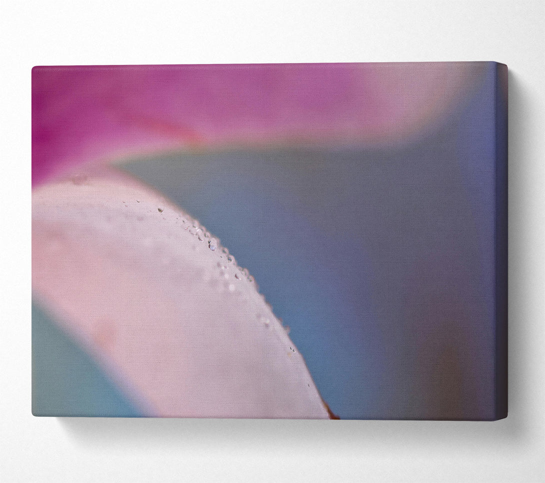  A Canvas Print of Pink Petal Dewdrops Canvas Art