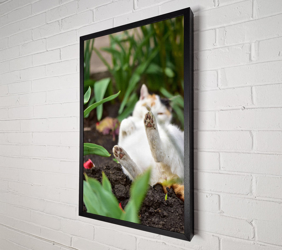  A Canvas Print of White Paws In The Dirt Canvas Print