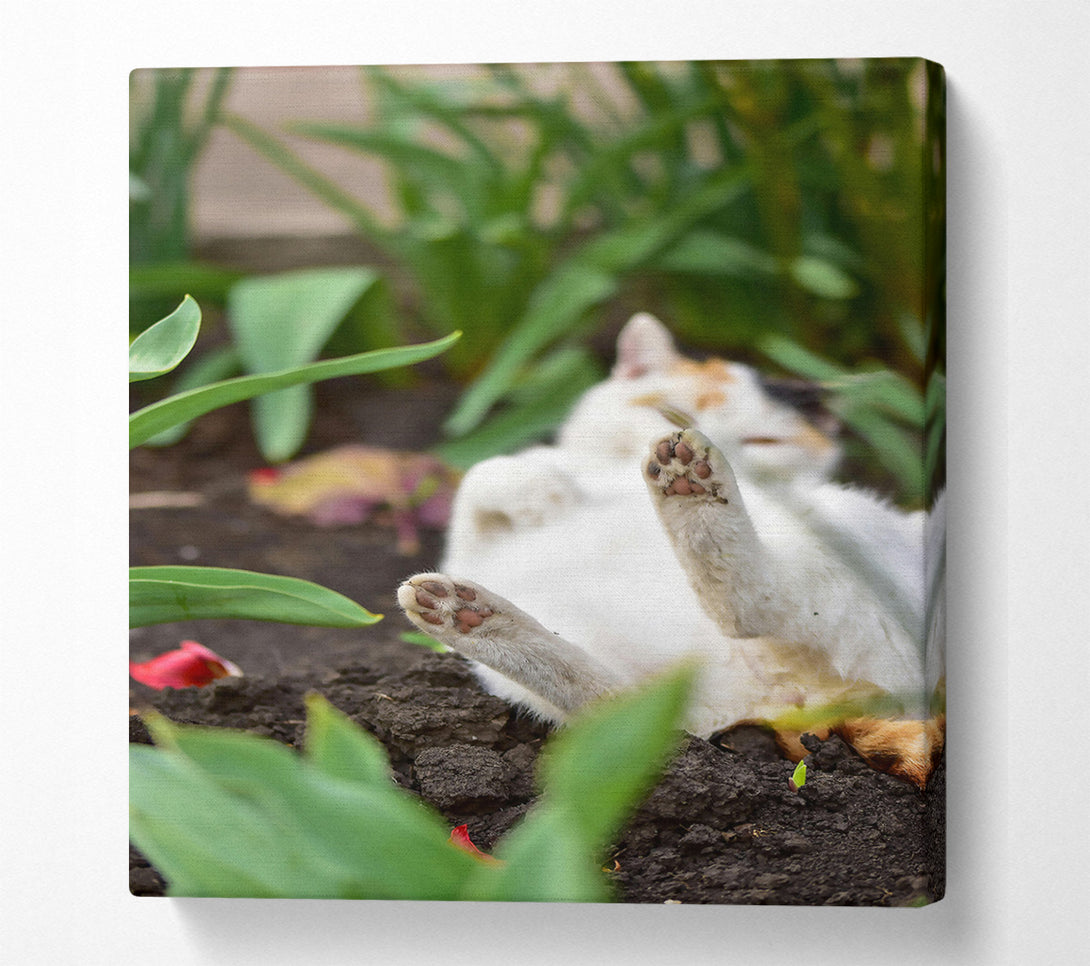  A Canvas Print of White Paws In The Dirt Canvas Print