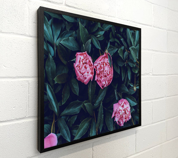 Pink Peonies In Bloom