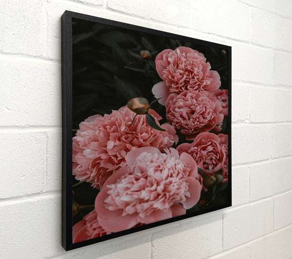 Blush Peony Blooms