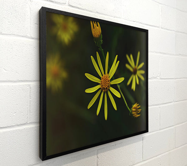Golden Bloom In Shadows