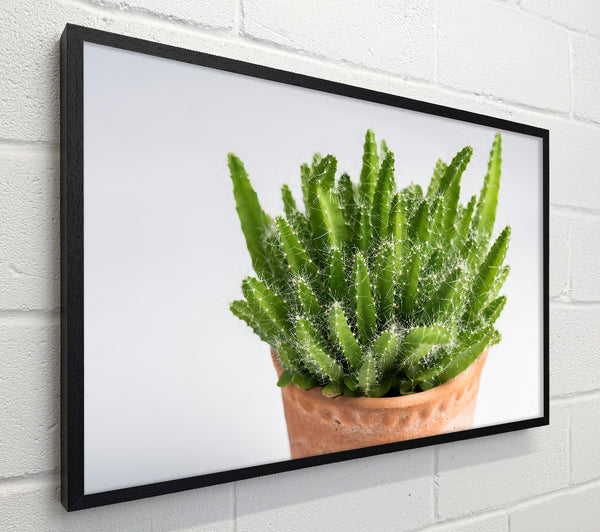 Green Spiky Cactus