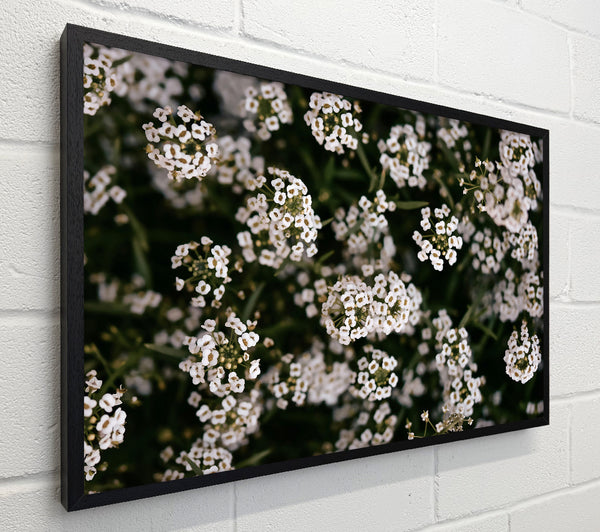 White Blooms In Bloom