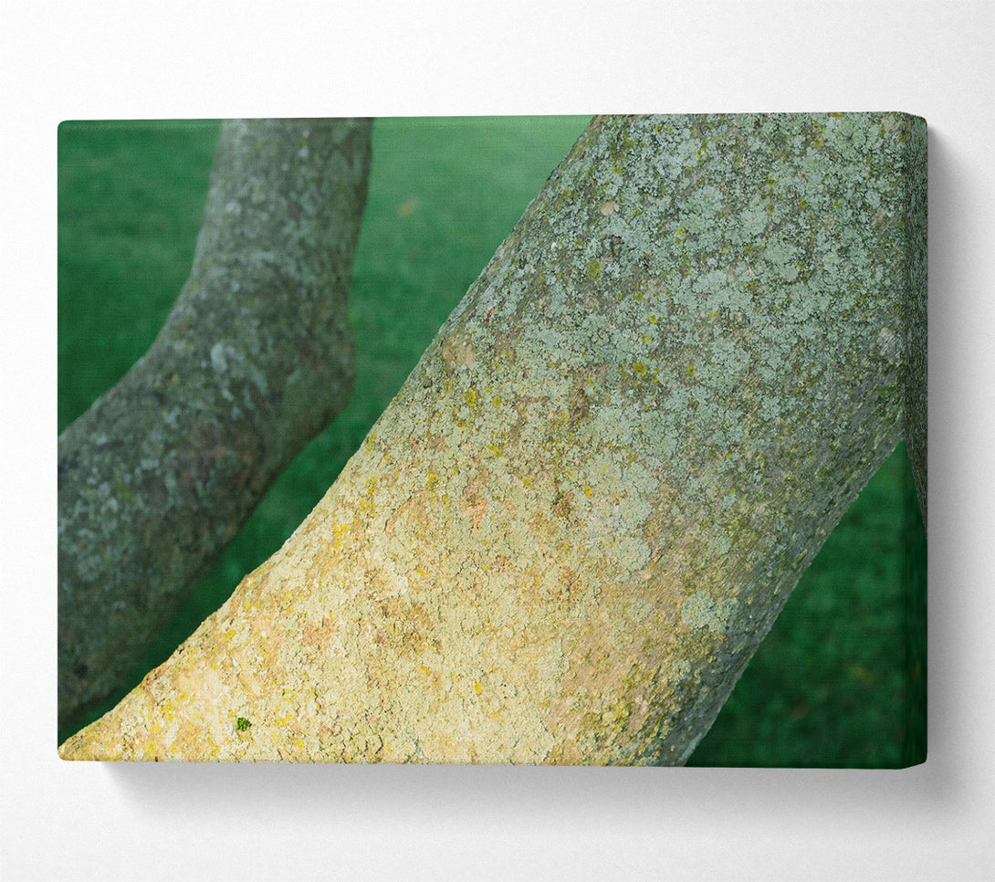  A Canvas Print of Green Bark Embrace Canvas Art