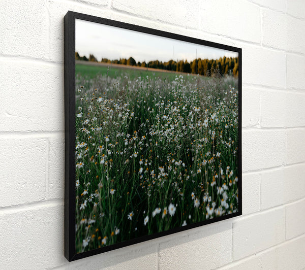 Green Field Of Daisies